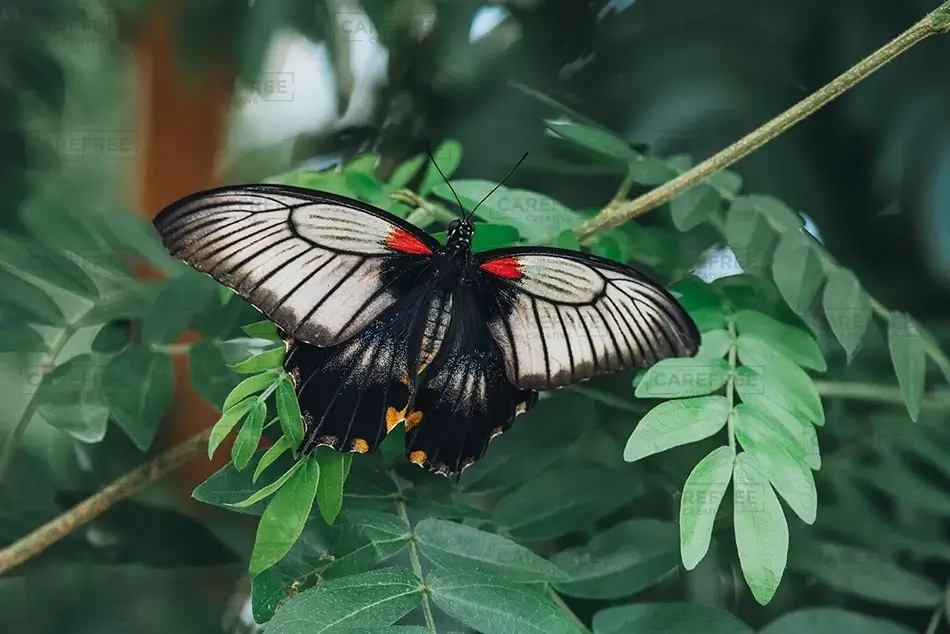 Lewis Ginter Botanical Garden Great Mormon Butterfly Nectar Feast, Henrico, Virginia · United States