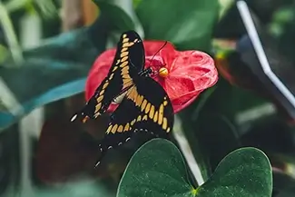 Lewis Ginter Botanical Garden Giant Swallowtail Butterfly, Henrico, Virginia