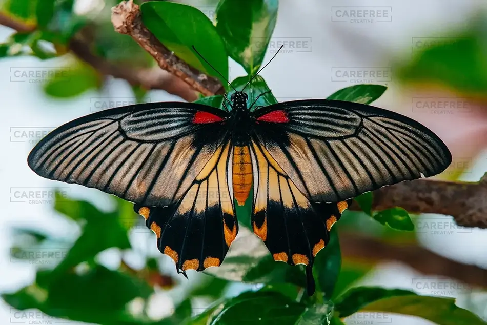 Lewis Ginter Botanical Garden Female Great Mormon Butterfly, Henrico, Virginia · United States