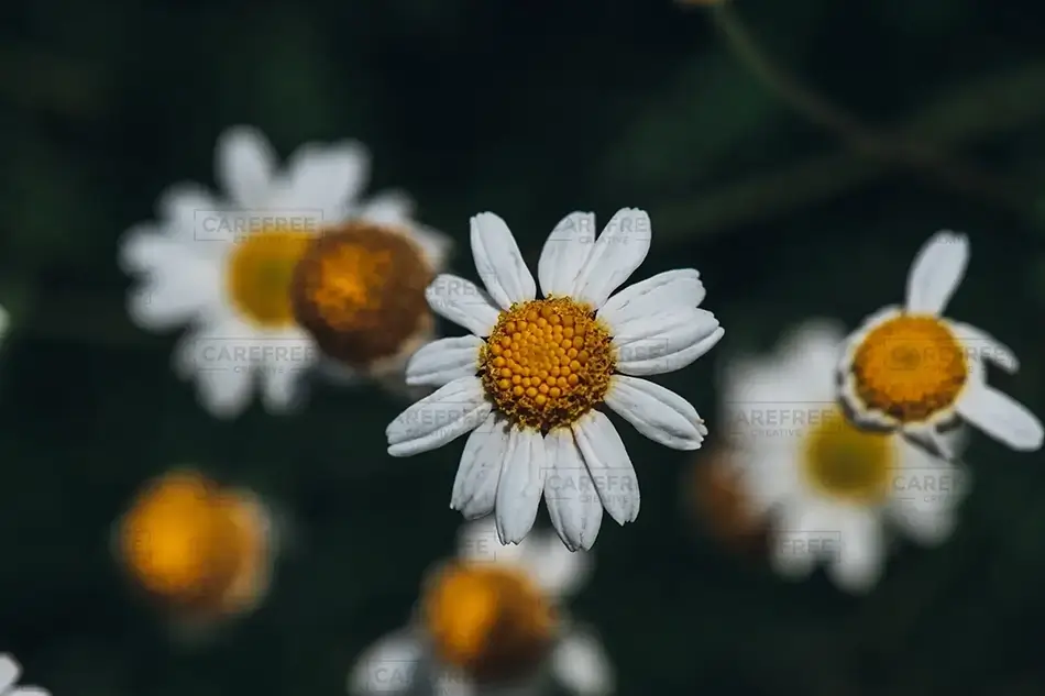 Lewis Ginter Botanical Garden Shasta Daisy Circle, Henrico, Virginia · United States