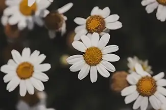 Lewis Ginter Botanical Garden Stasta Daisy Chain, Henrico, Virginia