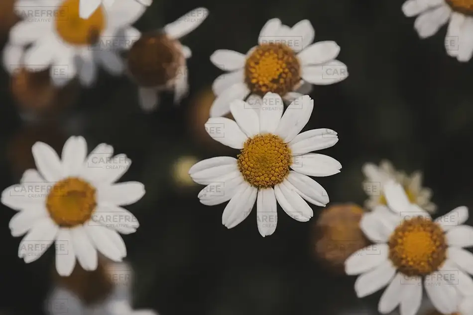 Lewis Ginter Botanical Garden Stasta Daisy Chain, Henrico, Virginia · United States