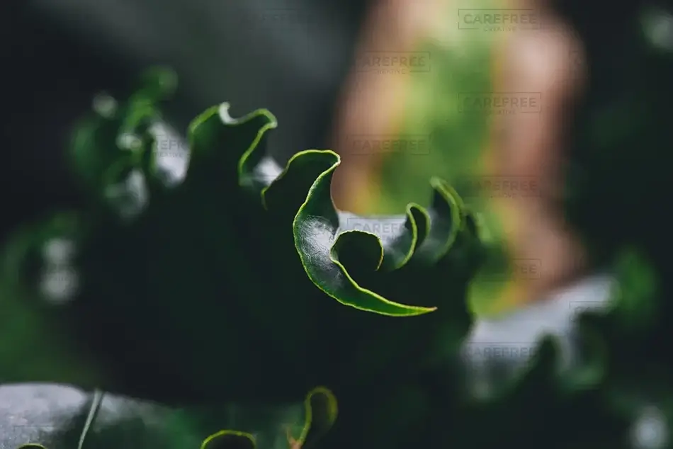 Lewis Ginter Botanical Garden Fern Spiral, Henrico, Virginia · United States