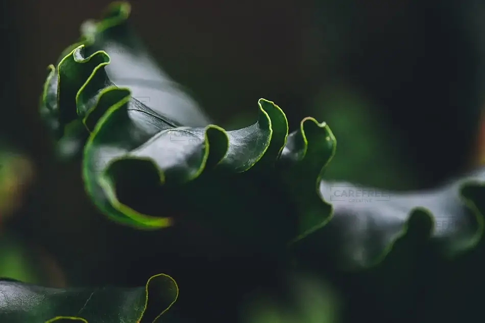 Lewis Ginter Botanical Garden Verdant Curl, Henrico, Virginia · United States