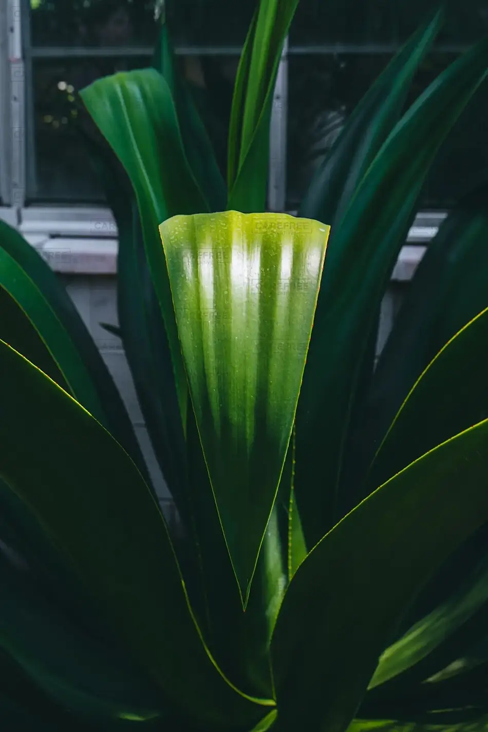 Lewis Ginter Botanical Garden Succulent Plant Radiance, Henrico, Virginia · United States