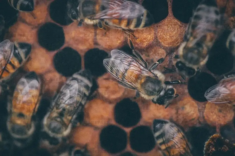 Lewis Ginter Botanical Garden Western Honey Bee Hive Activity, Henrico, Virginia · United States
