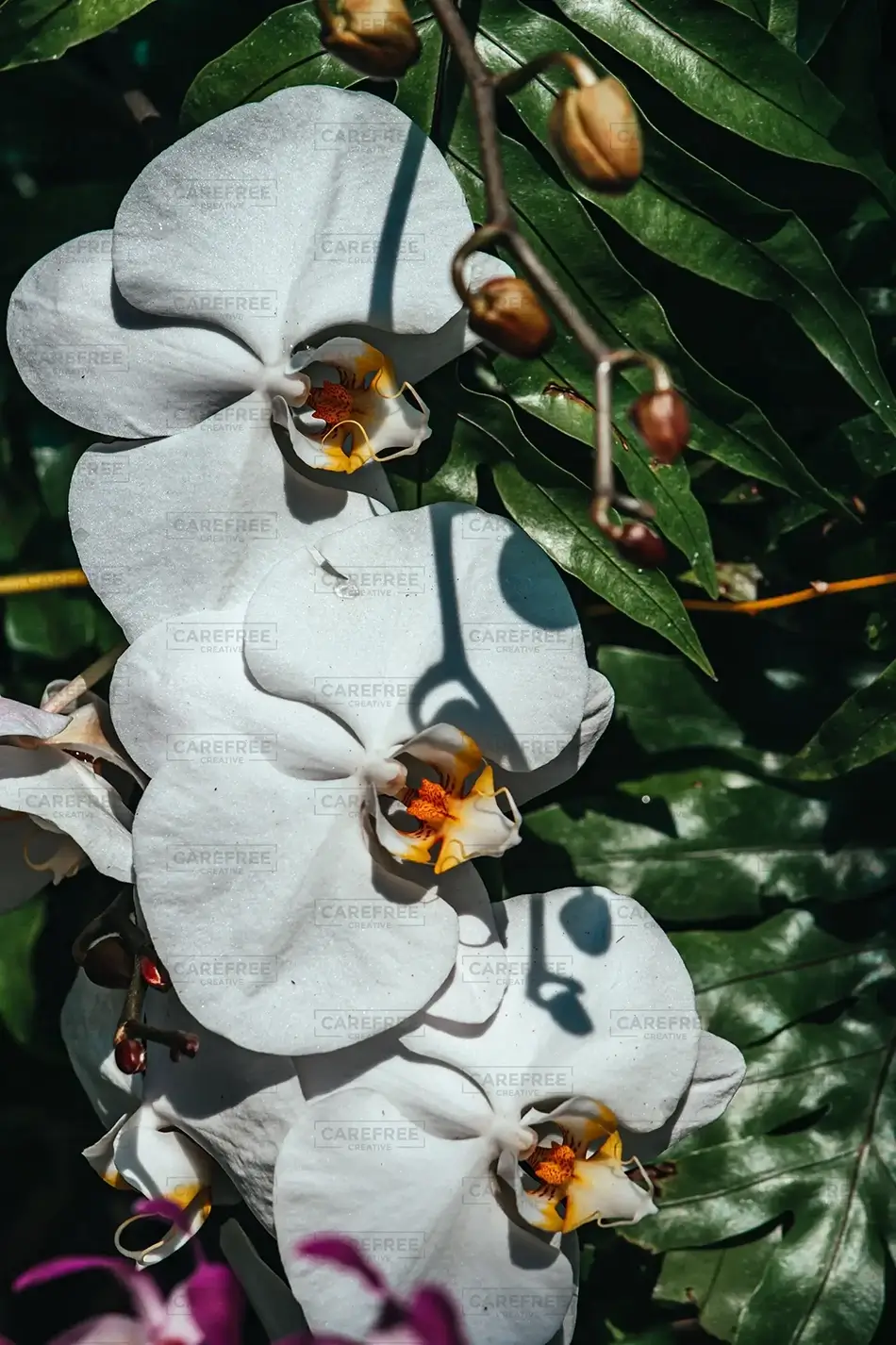 Lewis Ginter Botanical Garden Moth Orchids, Henrico, Virginia · United States