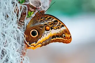 Lewis Ginter Botanical Garden Owl Butterfly Mystique, Henrico, Virginia
