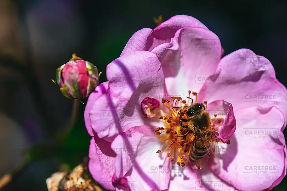 Lewis Ginter Botanical Garden Western Honey Bee on Rose Blossom, Henrico, Virginia · United States