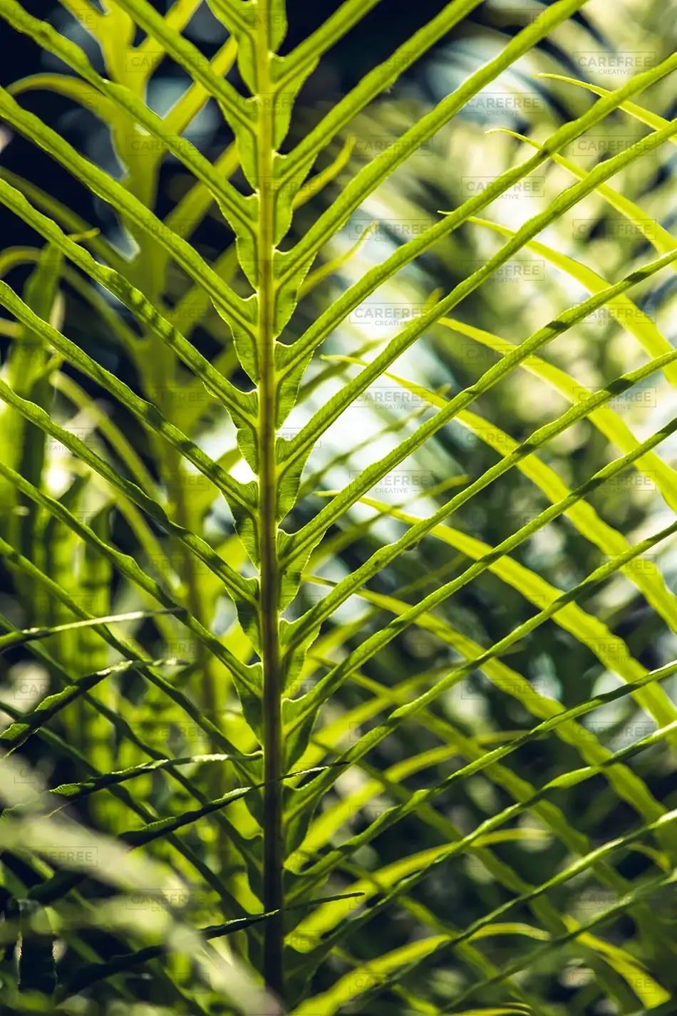 Lewis Ginter Botanical Garden Bracken Fern Shadows, Henrico, Virginia · United States