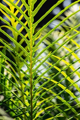 Lewis Ginter Botanical Garden Light Through Bracken Ferns, Henrico, Virginia