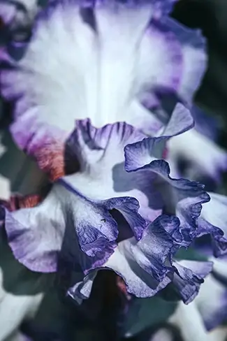 Lewis Ginter Botanical Garden Delicate Iris Detail, Henrico, Virginia