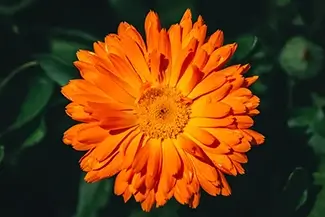Lewis Ginter Botanical Garden Bright Calendula Bloom, Henrico, Virginia