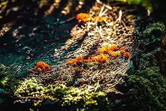 Libby River Farm Preserve Witches Butter Mushroom