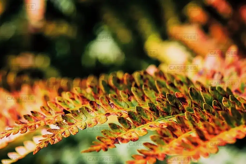 Libby River Farm Preserve Orange Leaves, Scarborough, Maine · United States
