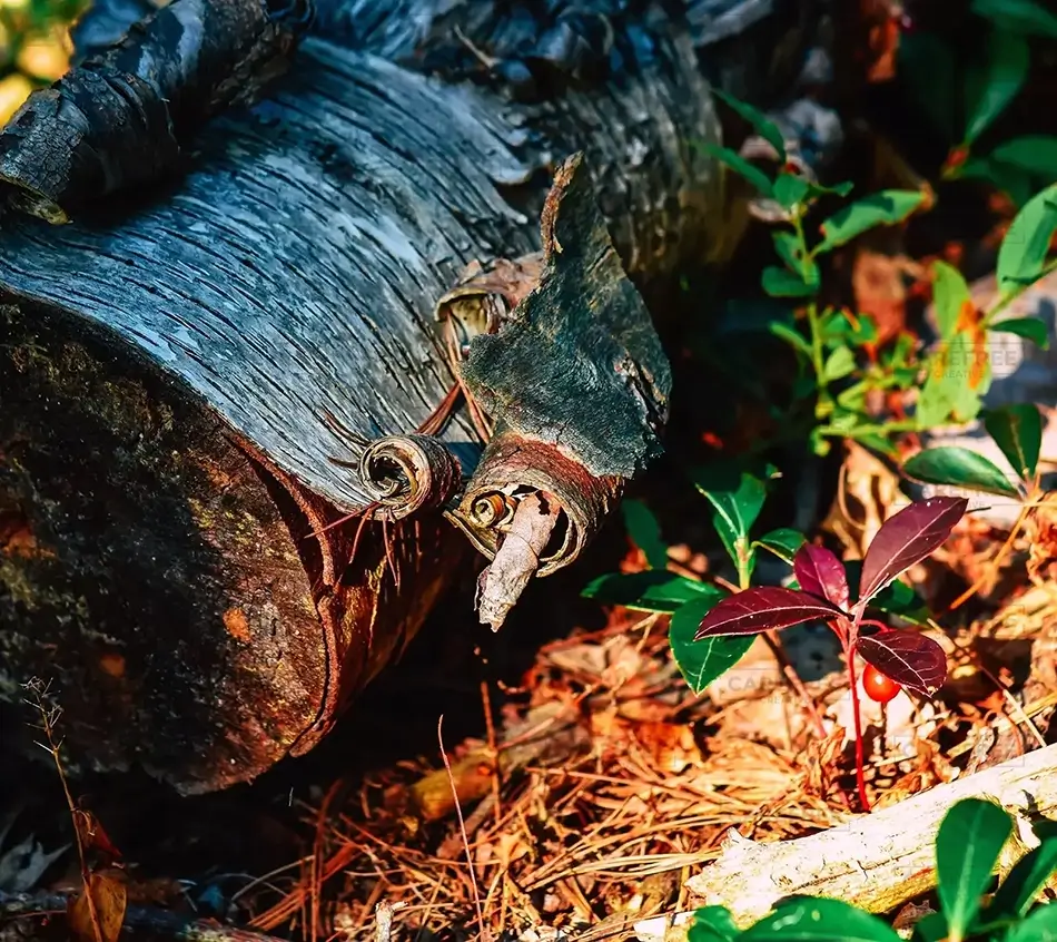 Libby River Farm Preserve Curly Bark, Scarborough, Maine · United States