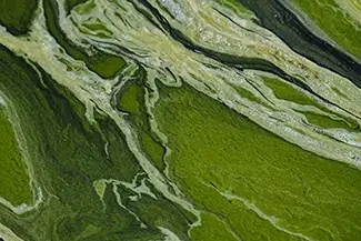 Lincoln Memorial Verdant Texture, District of Columbia