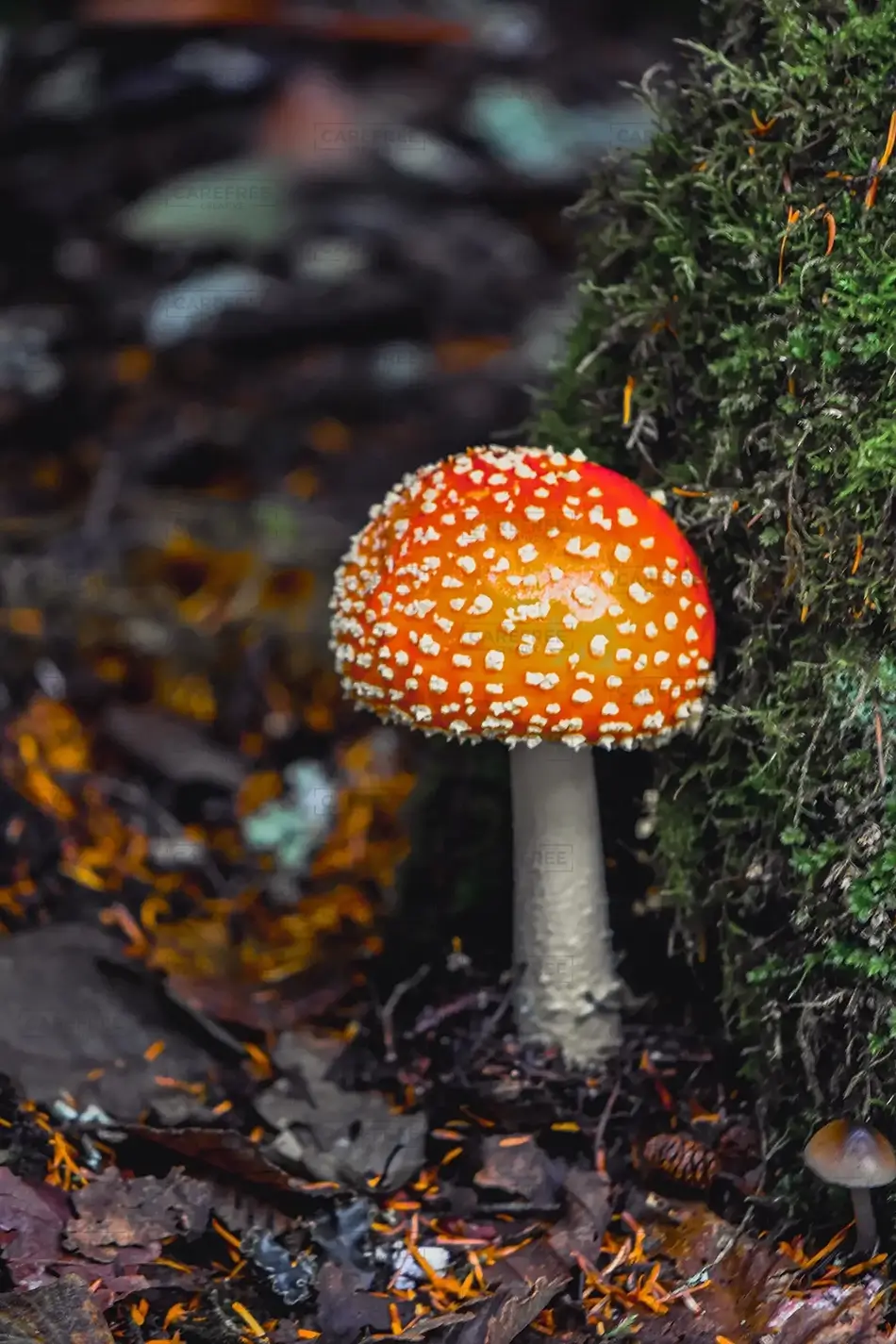 Little Zigzag Falls Fly Agaric Mushroom in the Wild