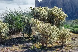Lost Dutchman State Park Teddy Bear Cholla Cactus, Apache Junction, Arizona