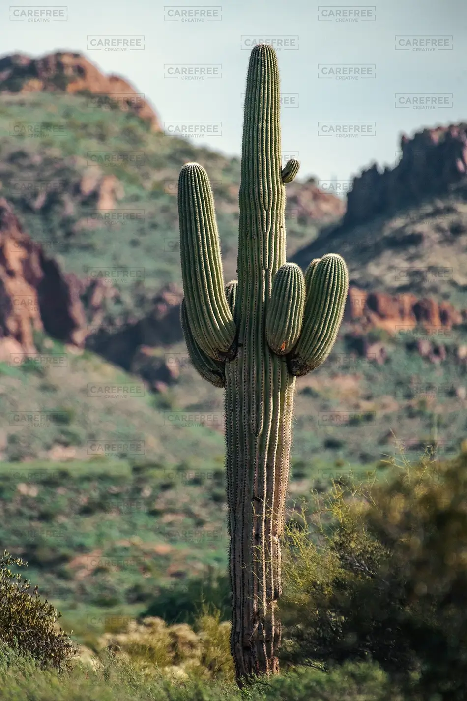 Lost Dutchman State Park Towering Saguaro Cactus, Apache Junction, Arizona · United States