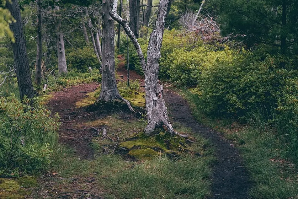 Ludington State Park Forest Trail Junction, Ludington, Michigan · United States