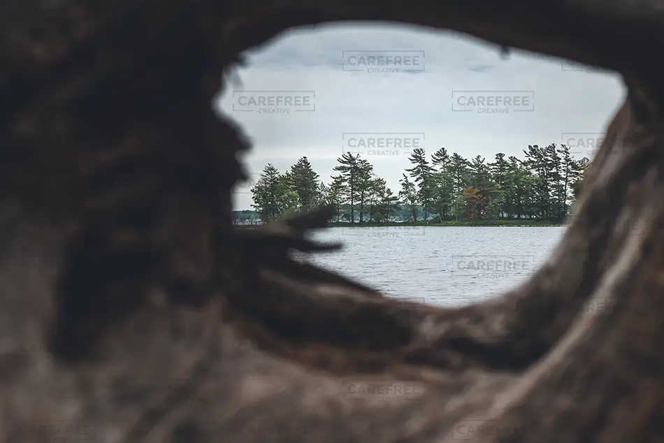 Ludington State Park Lake View Through Driftwood, Ludington, Michigan · United States