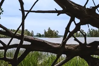 Ludington State Park Lake Through Branches, Ludington, Michigan