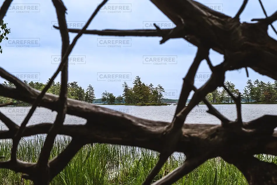 Ludington State Park Lake Through Branches, Ludington, Michigan · United States