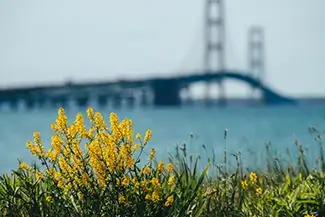 Mackinac Bridge Yellow Wildflowers Shoreline, Mackinaw City, Michigan