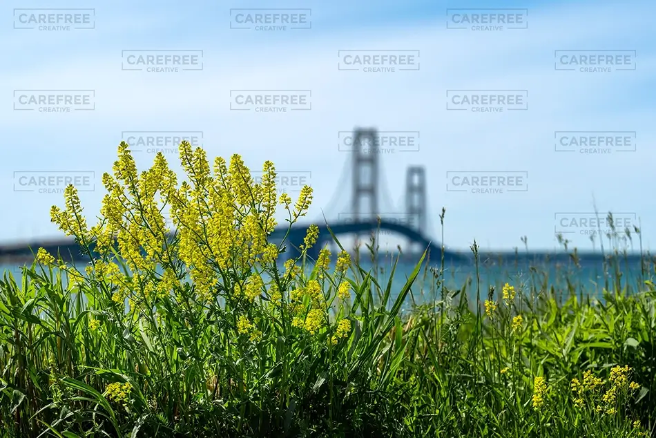 Mackinac Bridge Yellow Wildflowers Shoreline, Mackinaw City, Michigan · United States