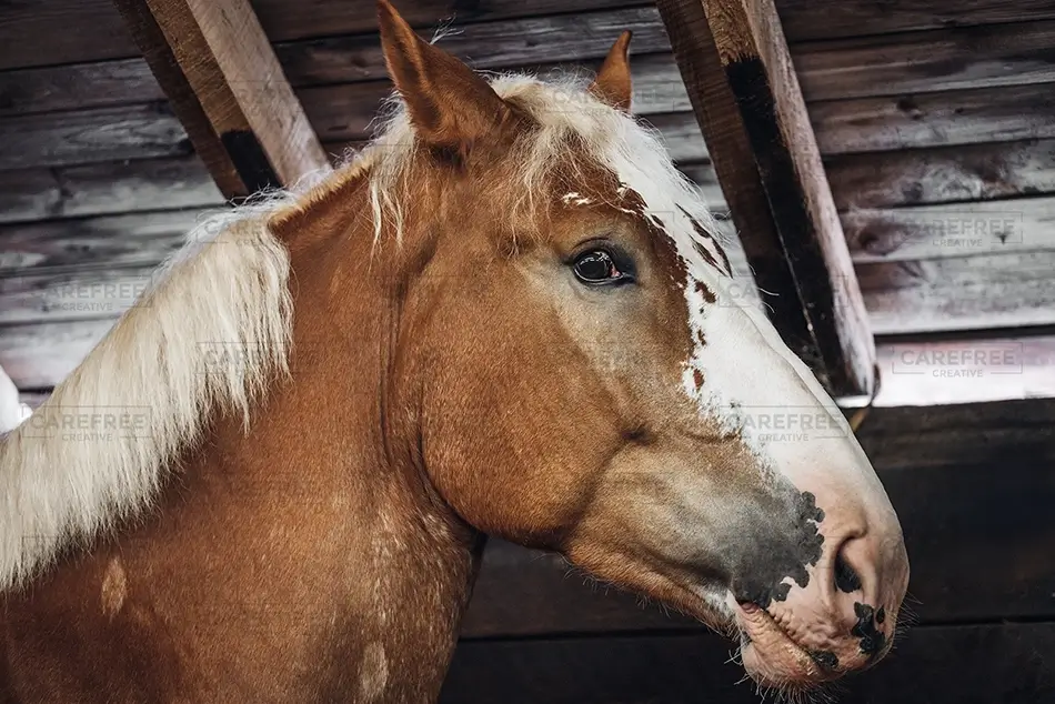 Fryeburg Fair Majestic Horse Portrait, Fryeburg, Maine · United States