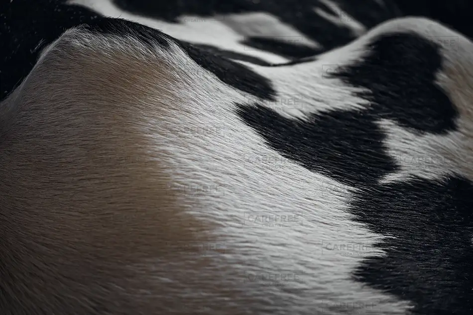Fryeburg Fair Cow Fur and Texture Close Up, Fryeburg, Maine · United States