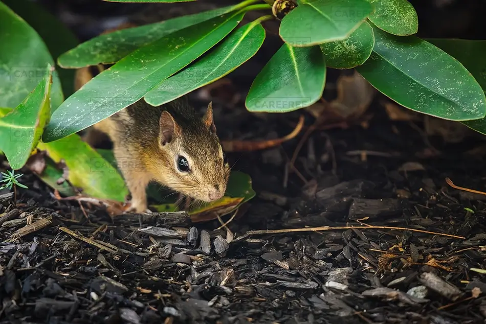 Maine Wildlife Park Chipmunk Among Green Leaves, Gray, Maine · United States