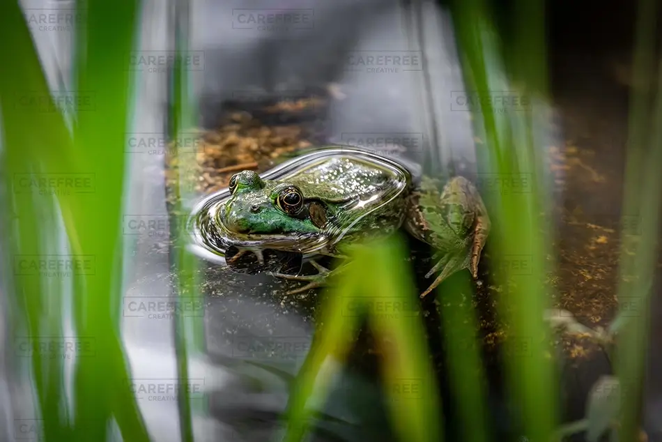 Maine Wildlife Park Frog in Calm Water, Gray, Maine · United States