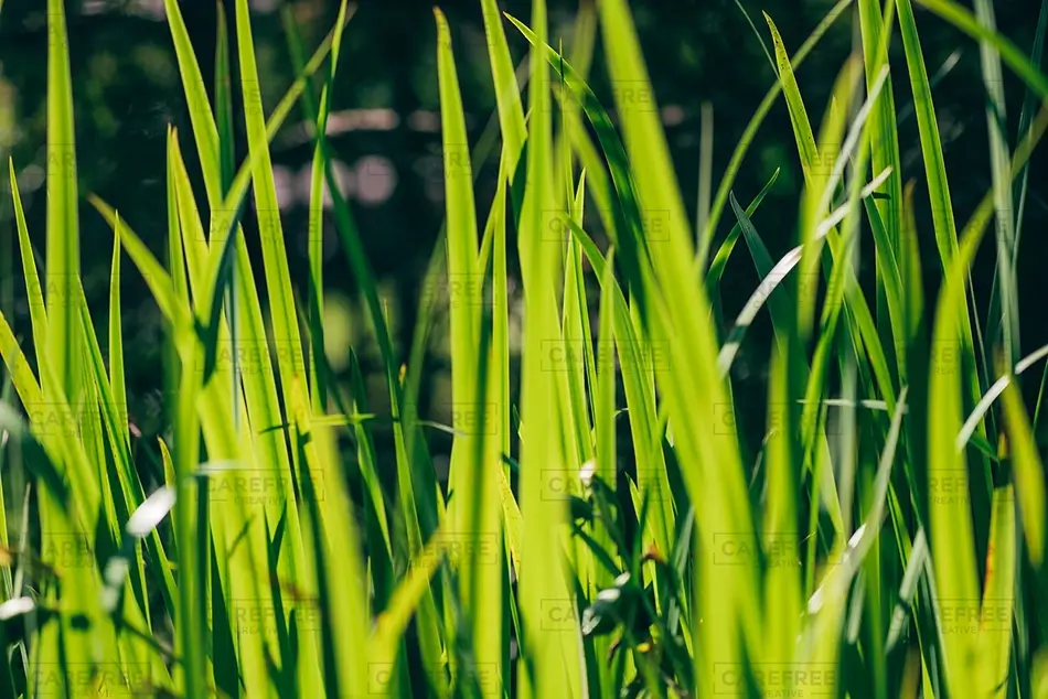 Maine Wildlife Park Lush Green Grass Blades, Gray, Maine · United States
