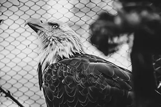 Maine Wildlife Park Bald Eagle Portrait, Gray, Maine