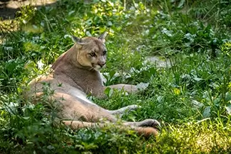 Maine Wildlife Park Cougar Relaxing in Greenery, Gray, Maine