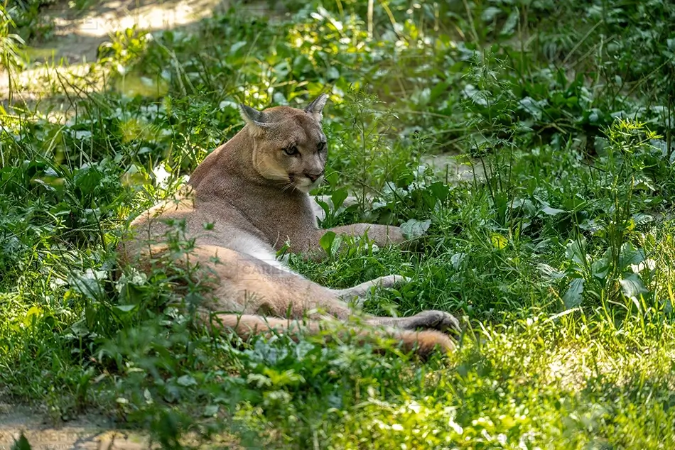 Maine Wildlife Park Relaxed Cougar on Green Grass