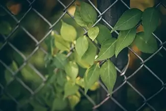 Maine Wildlife Park Green Leaves on Chain Link Fence, Gray, Maine