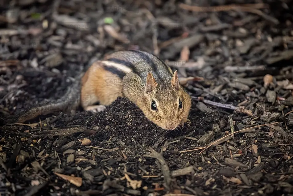 Maine Wildlife Park Chipmunk Among Wood Chips, Gray, Maine · United States