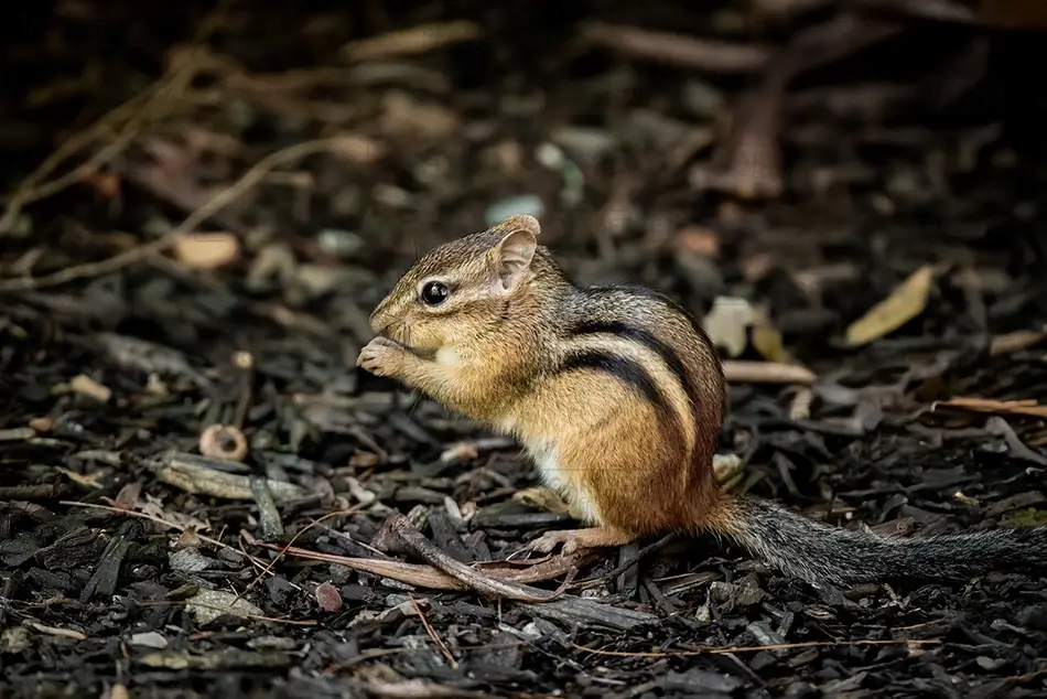 Maine Wildlife Park Chipmunk Foraging on Forest Floor, Gray, Maine · United States