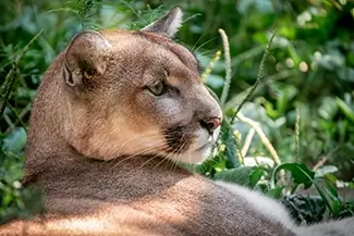 Maine Wildlife Park Mountain Lion Close Up, Gray, Maine