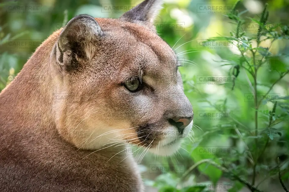 Maine Wildlife Park Close Up of Mountain Lion, Gray, Maine · United States