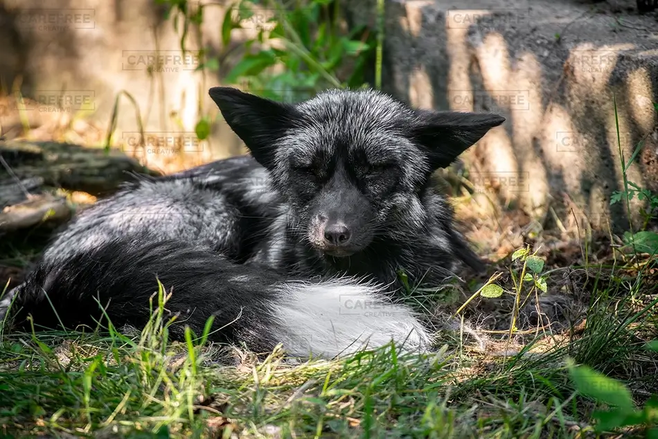 Maine Wildlife Park Relaxing Black Fox in Grass, Gray, Maine · United States