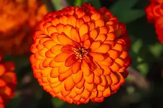 Majors Hill Park Vibrant Orange Zinnia, Ottowa, Ontario