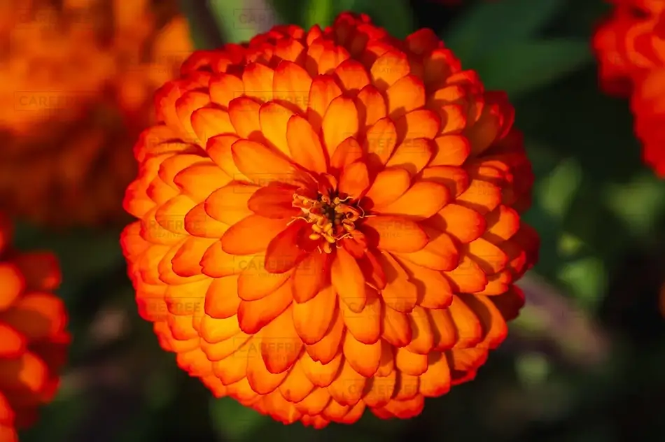 Majors Hill Park Vibrant Orange Zinnia, Ottowa, Ontario · Canada