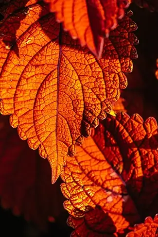 Majors Hill Park Veins of Coleus Leaves, Ottowa, Ontario