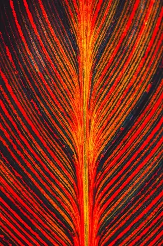 Majors Hill Park Fiery Leaf Patterns, Ottowa, Ontario
