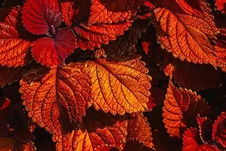 Majors Hill Park Autumn Embers of Coleus Leaves, Ottowa, Ontario