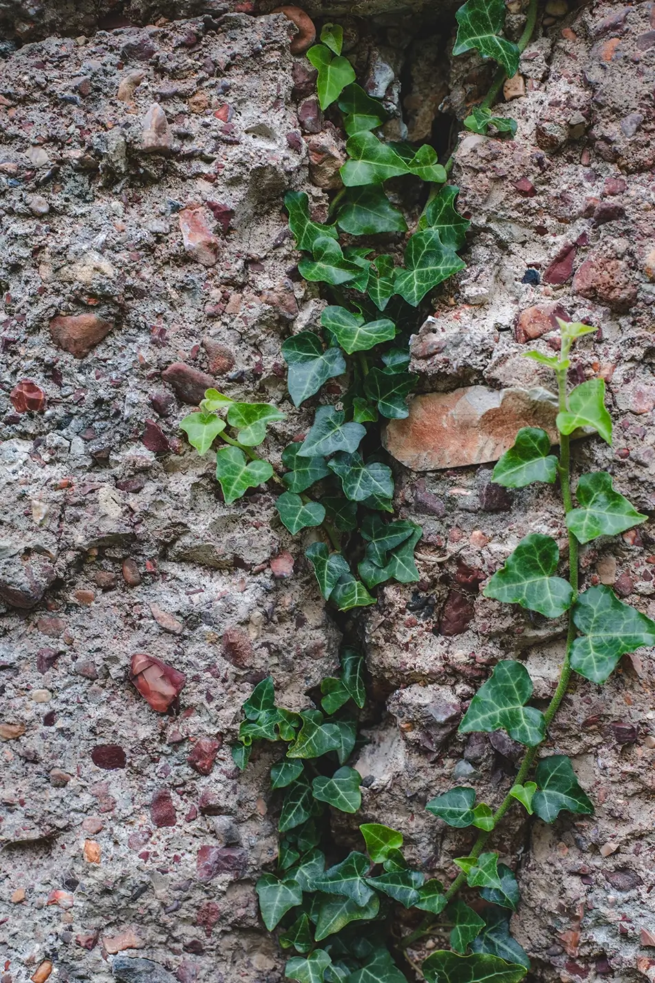 Mammoth Spring State Park Ivy Climbing Stone Wall, Mammouth Spring, Arkansas · United States